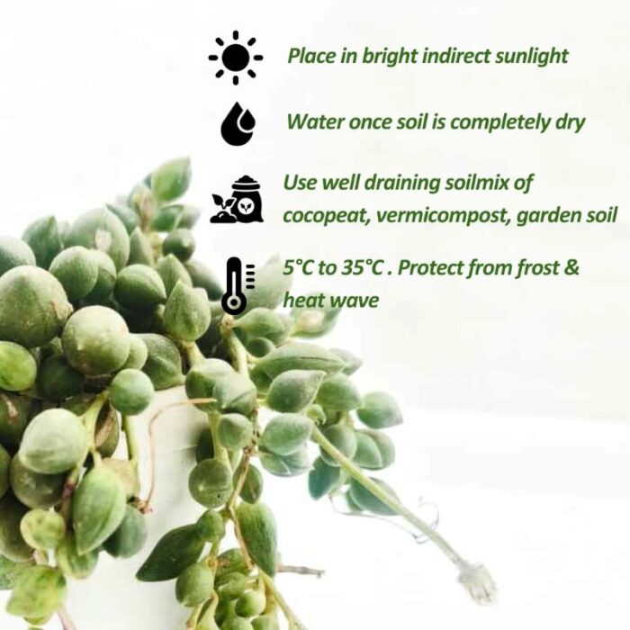 string of pearls care