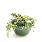 vareigated string of pearls