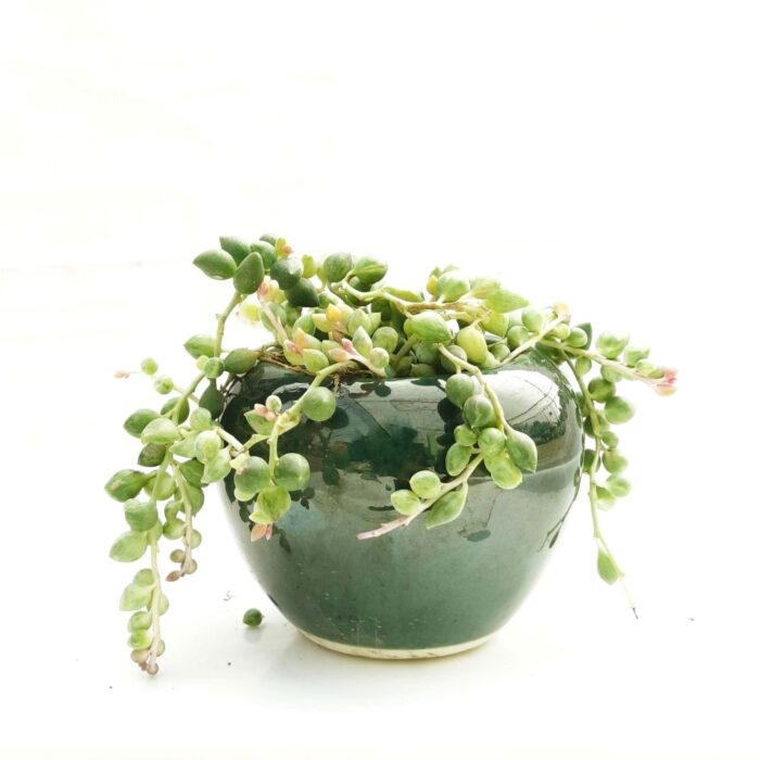 vareigated string of pearls