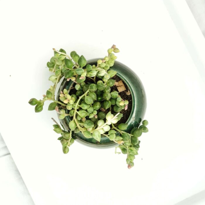 vareigated string of pearls