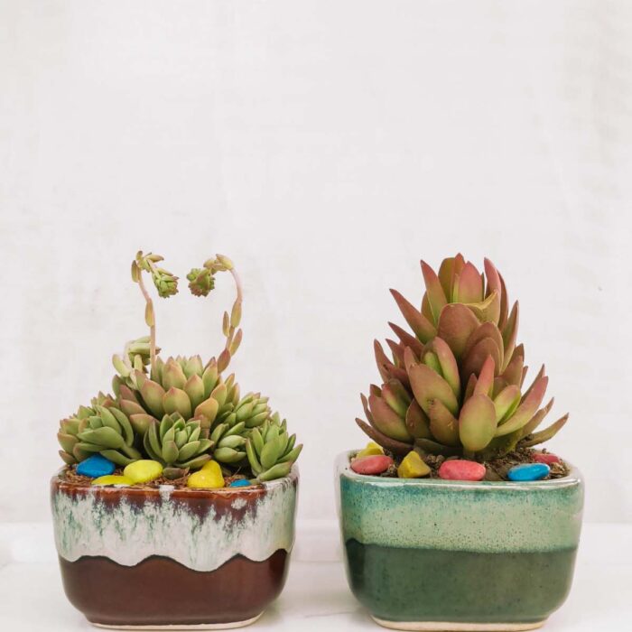 Horizon succulent planter