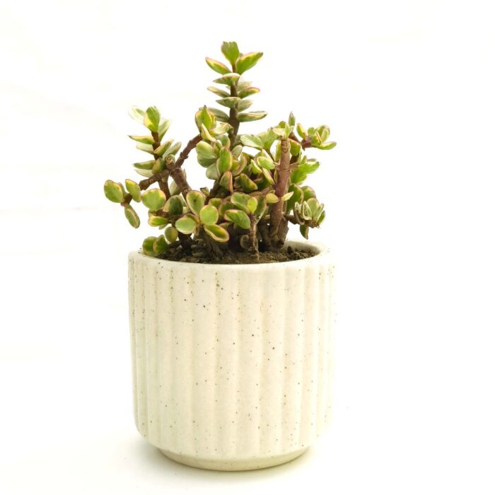 variegated jade plant with pot 01 kumaon ridge ceramic pot