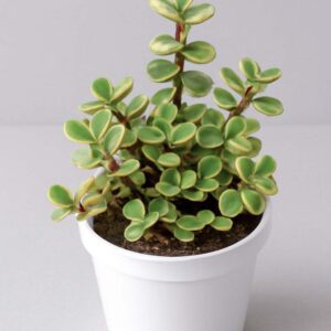 Variegated Jade Plant (Bare rooted)