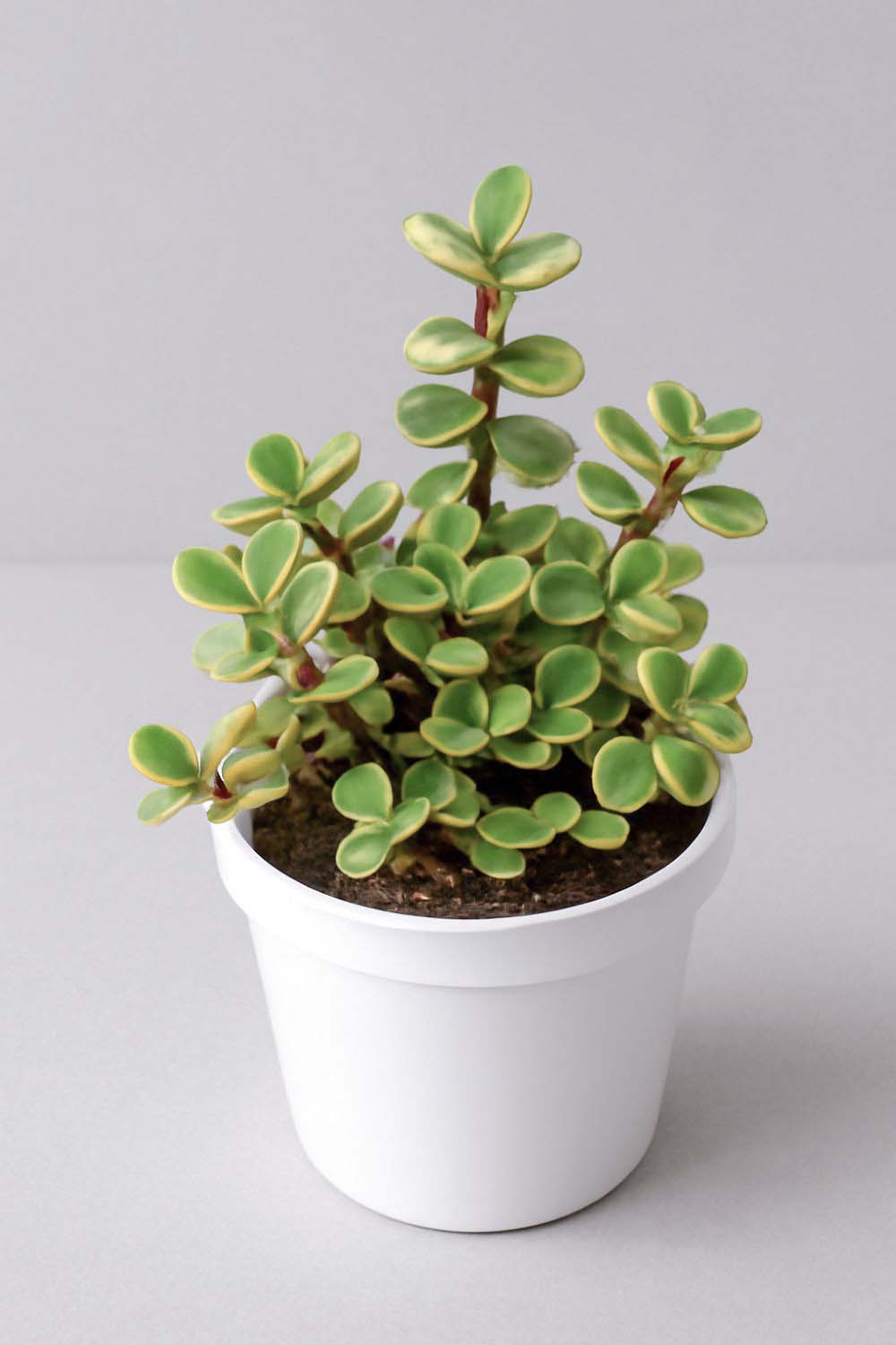 Variegated Jade Plant (Bare rooted) - farmstorey.com