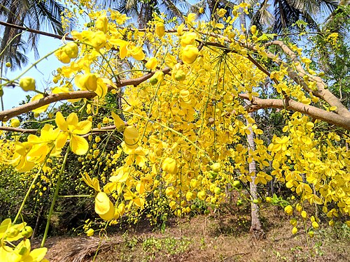 Amaltas | Top 10 Best Summer Flowers  tree to Grow in india