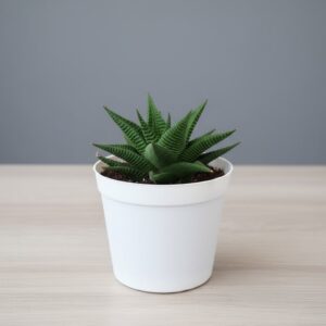 haworthia limifolia plant