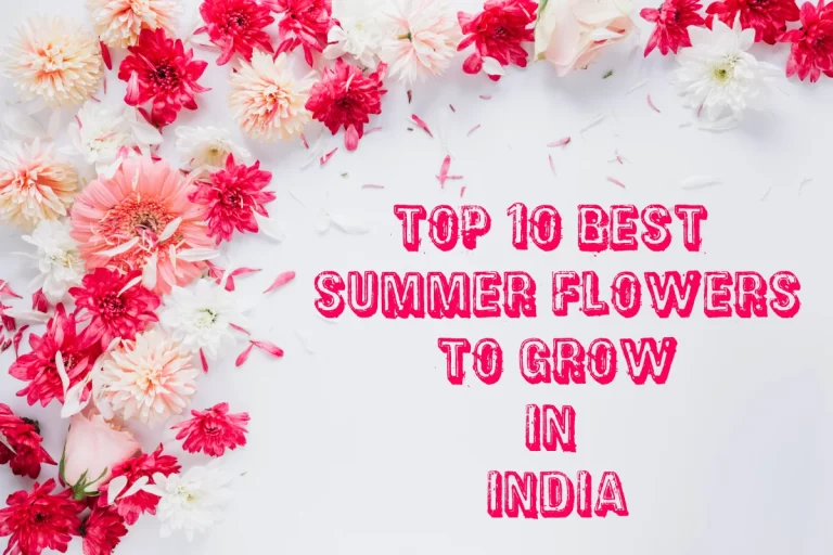 Top 10 Best Summer Flowers to Grow in India