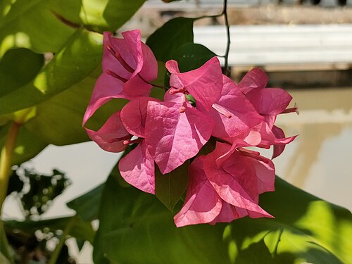 Bougainvillea | Top 10 Best Summer Flowers to Grow at home