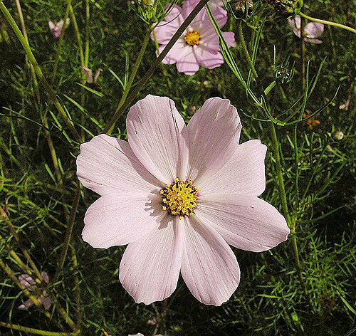 Cosmos | Top 10 Best  Grow at home