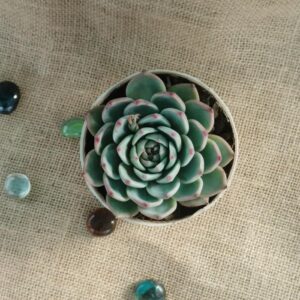echeveria pink tips