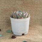 echeveria pink tips