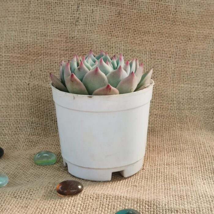 echeveria pink tips