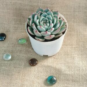 echeveria pink tips