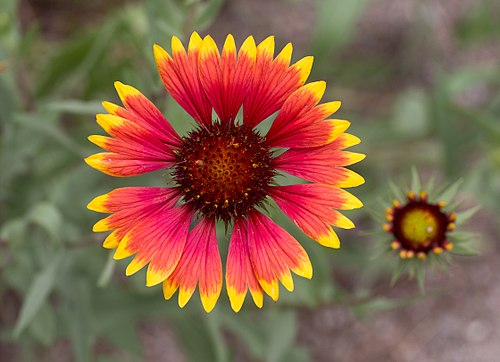 Gaillardia | Top 10 Best Flowers to Grow at home in summer