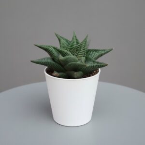 haworthia limifolia