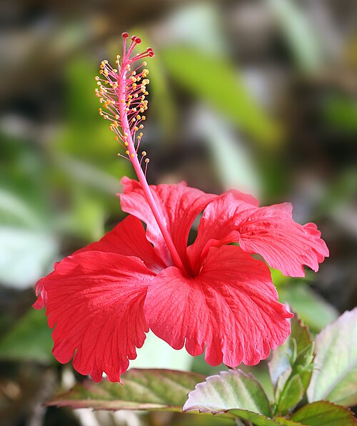 Hibiscus | Top 10 Summer Flowers to Grow at home