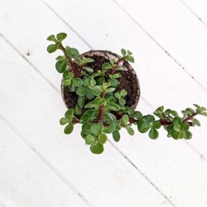 good luck jade plant