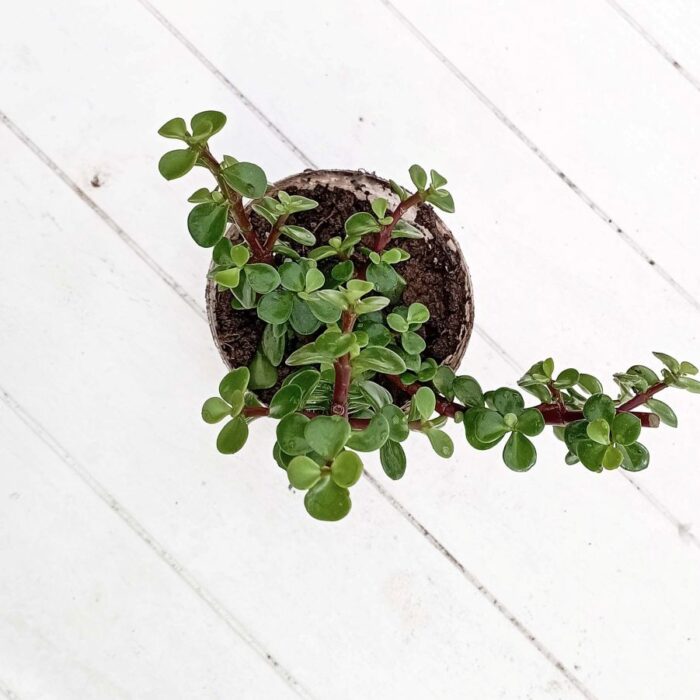 good luck jade plant