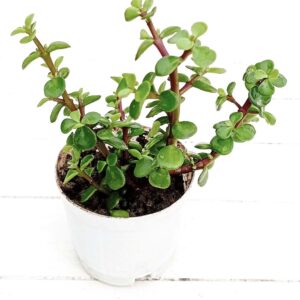 lucky jade plant