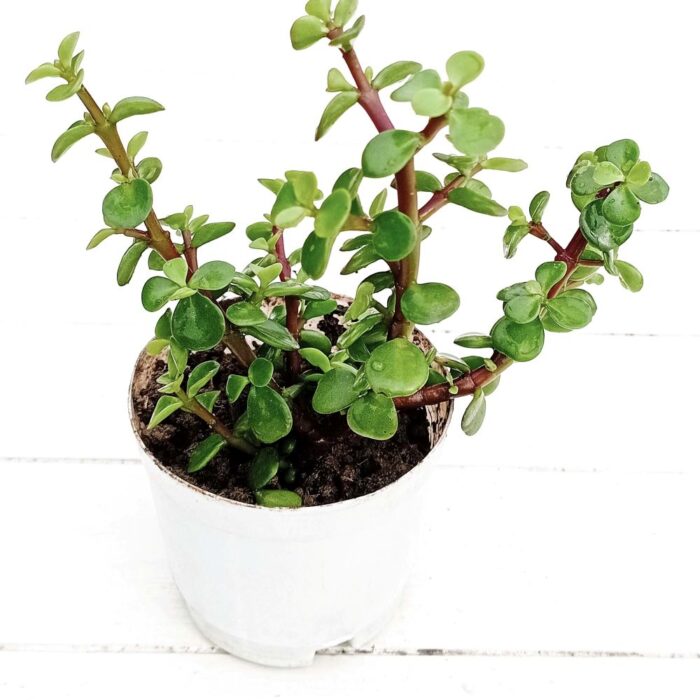 lucky jade plant