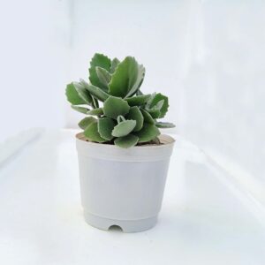 Kalanchoe Milloti