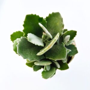 Kalanchoe Milloti succulent plant