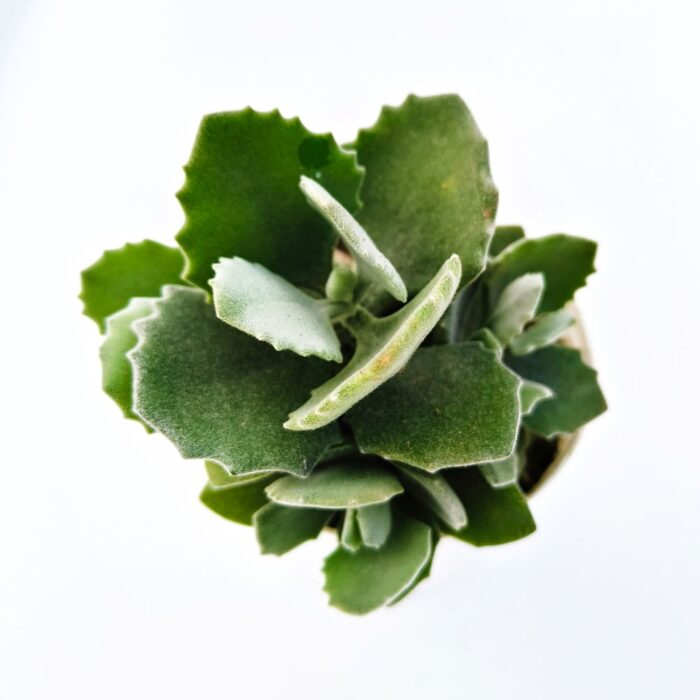 Kalanchoe Milloti succulent plant
