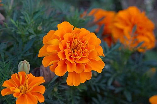 Marigold | Top 10 Best Summer Flowers to Grow at home