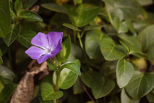 Periwinkle | Top 10 Best Flowers to Grow at home