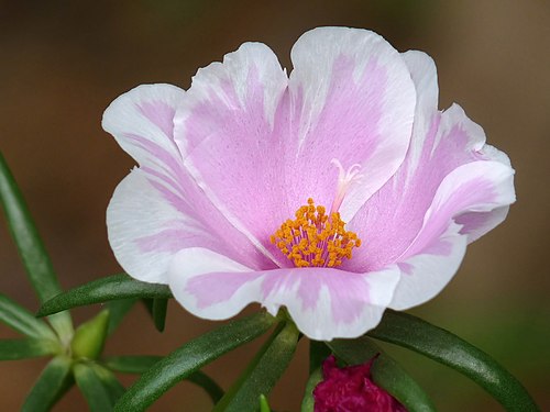 Portulaca | Top 10 Best Flowers to grow in summer