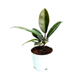 rubber plant