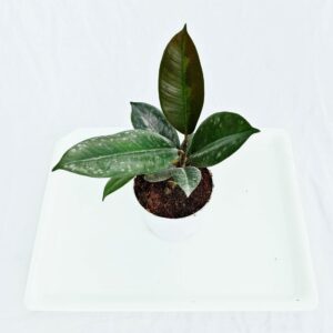 rubber plant