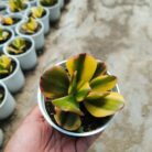 variegated crassula ovata