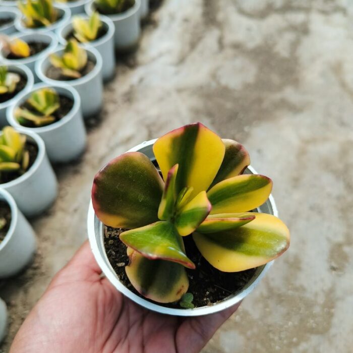 variegated crassula ovata 02 variegated crassula ovata