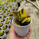 variegated crassula ovata succulent plant