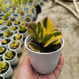 variegated crassula ovata succulent plant