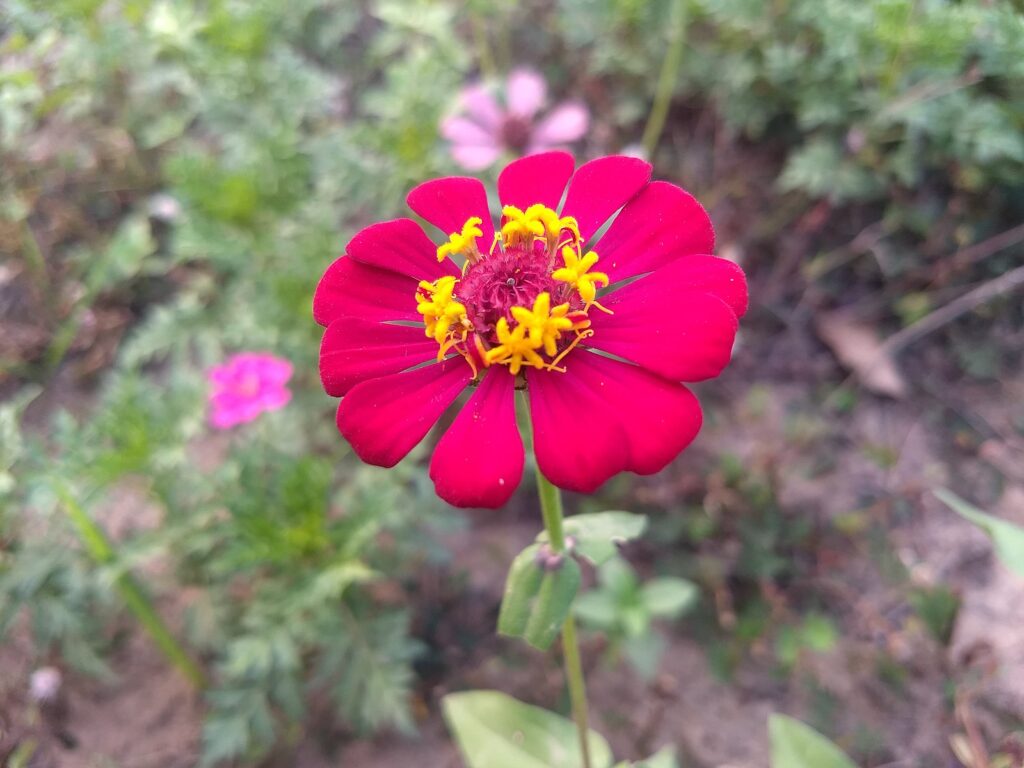 Zinnia | Top 10 Best Summer Flowers to Grow in India