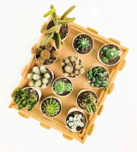 cactus plant