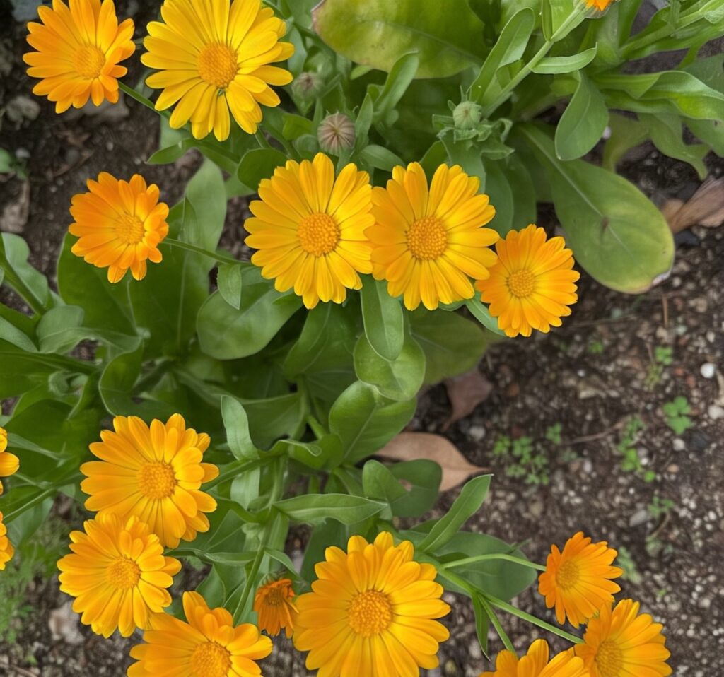Calendulas | Top 10 winter flowers in India