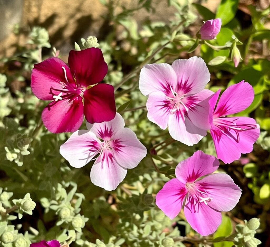 Clarkia | Best Winter Flowers in India