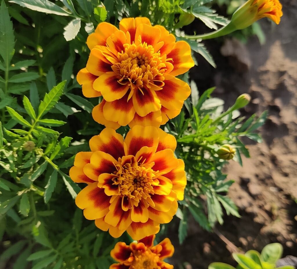 Marigold | Top 10 best winter flowers to grow in india