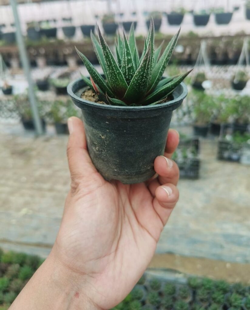 Succulents