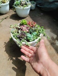 succulents baskets