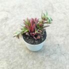 crassula campfire