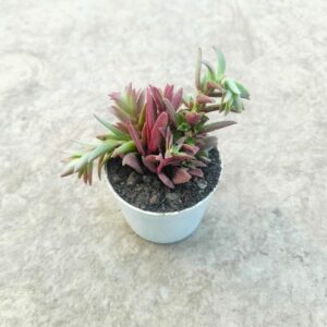 crassula campfire