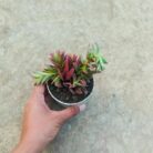 crassula campfire succulent plant