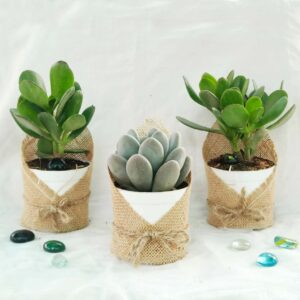 corporate gifting plants