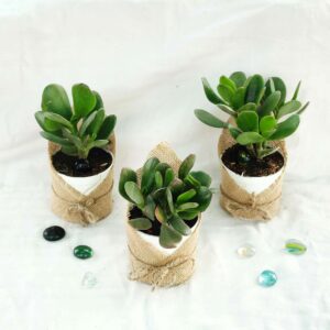 corporate gifting plants